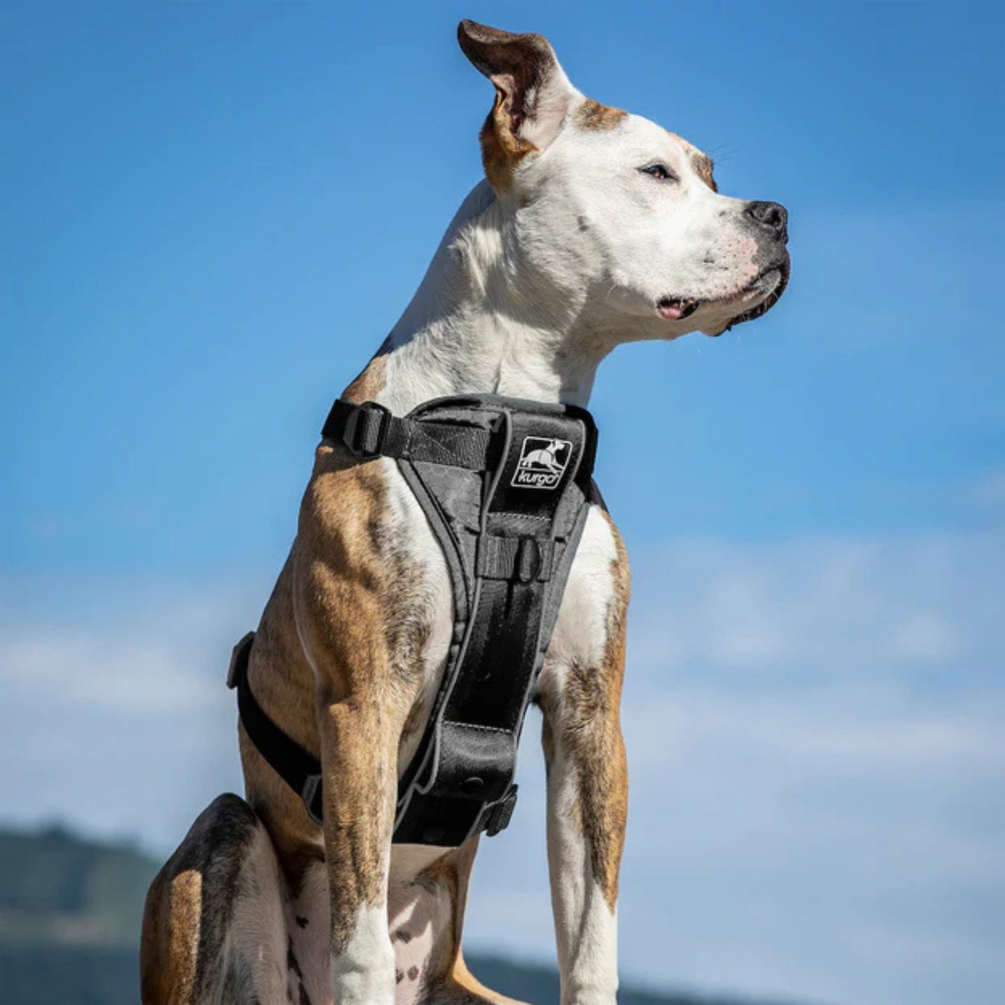 Kurgo Dog Tru Fit Smart Harness Black XSmall