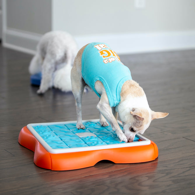 Pet Supplies : Outward Hound Nina Ottosson Treat Maze Interactive Treat  Puzzle Dog Toy, Intermediate 